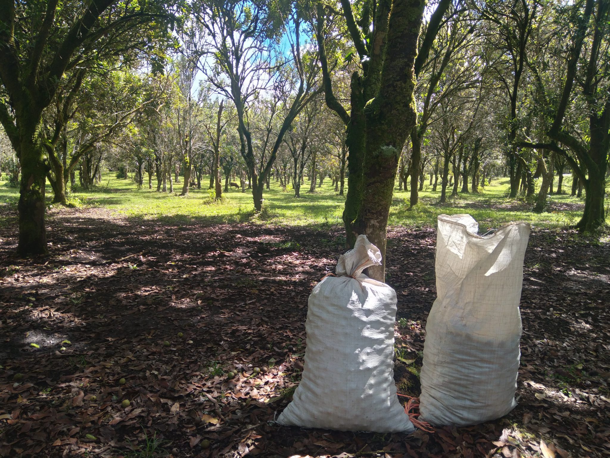 In Search Of The Perfect Nut Life On A Big Island Macadamia Farm