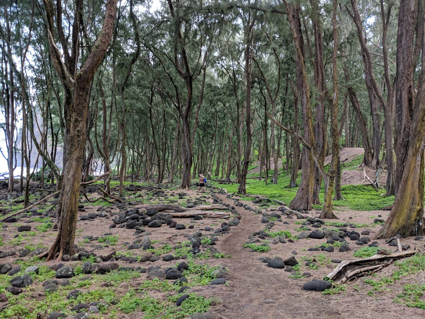 Ironwood forest trail at Pololu