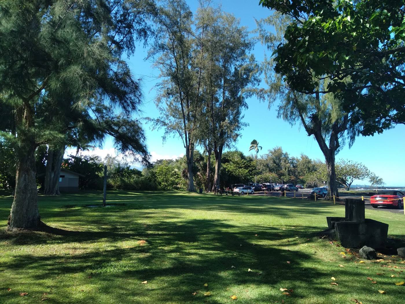 Ironwood grove at Kealoha Beach Park