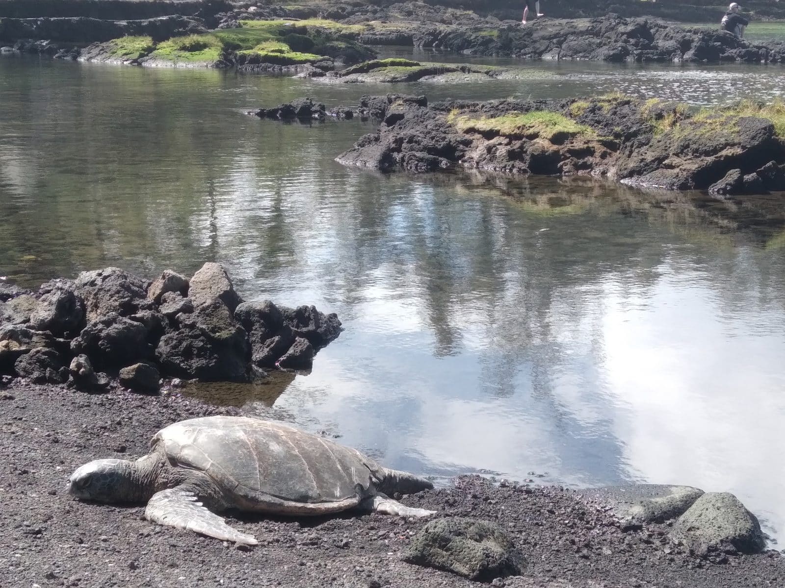 Green sea turtle resting on black sand and lava beside a tidepool at Richardson Ocean Park
